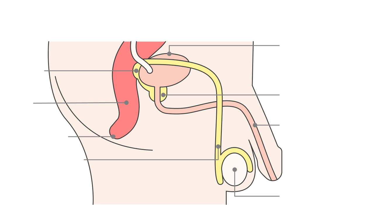 местоположение на простатната жлеза и нейните структури